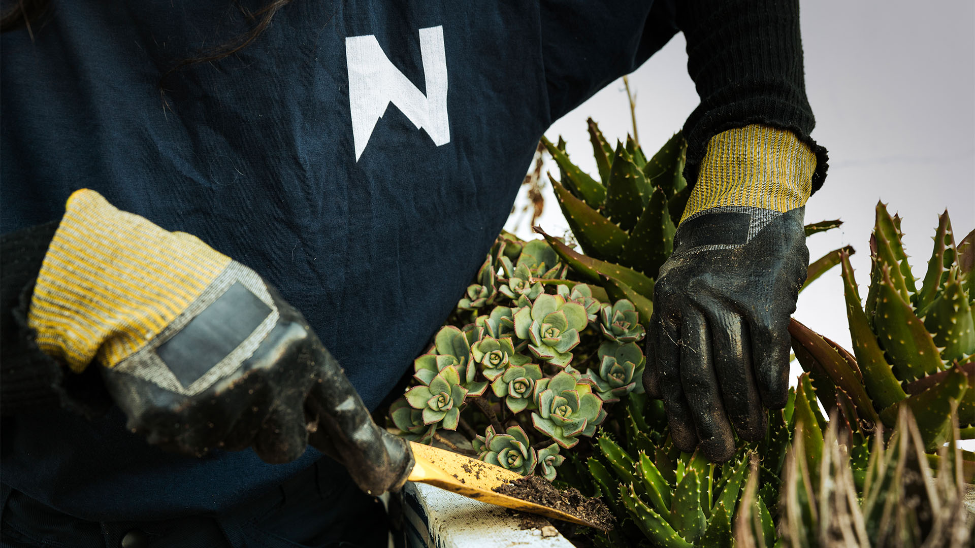 Maintenance Gardening